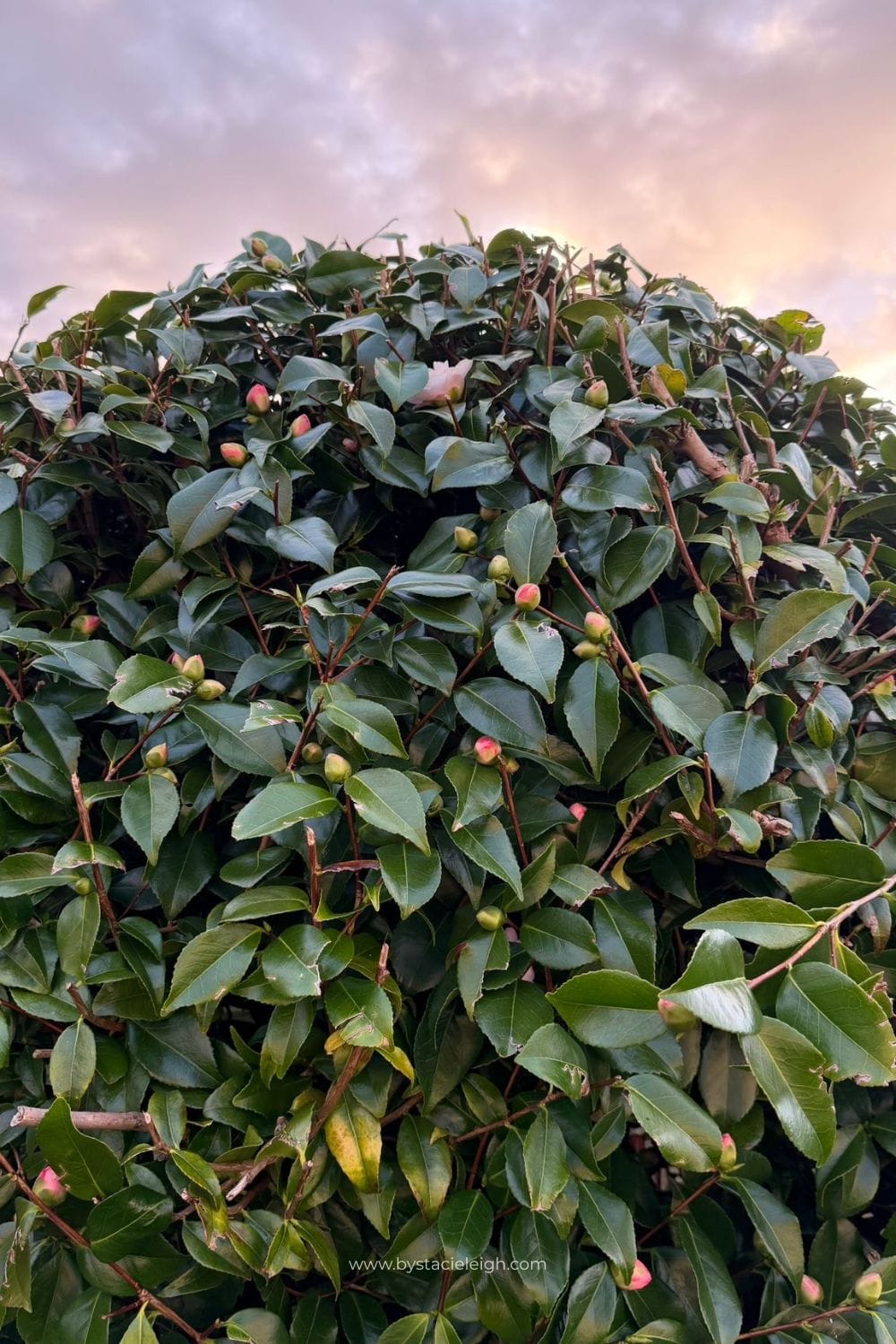 Camellia japonica buds forming against pink and purple dusk sky Aberdeen Scotland early spring