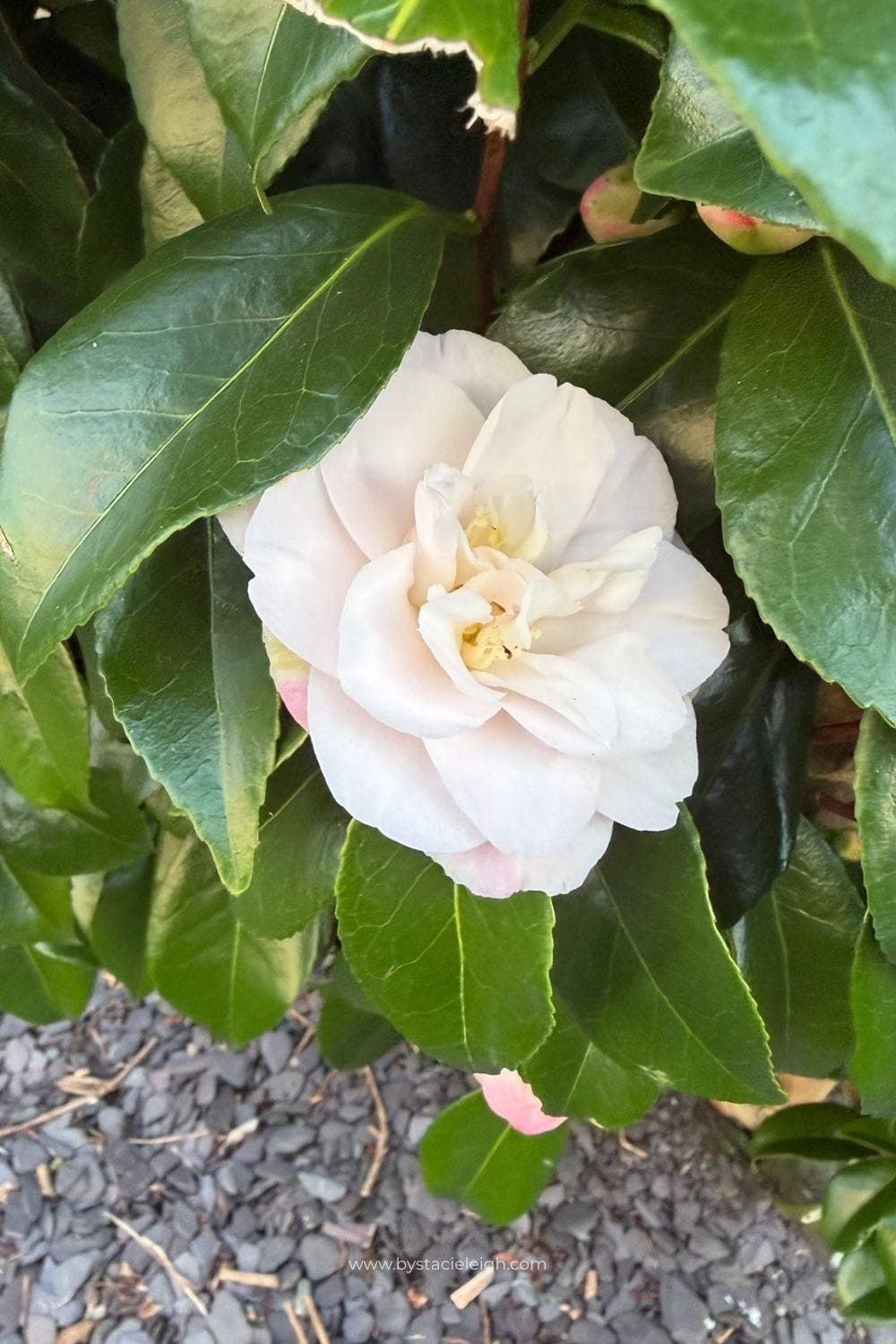 Single white Camellia japonica bloom with yellow stamens against dark green leaves Aberdeen Scotland
